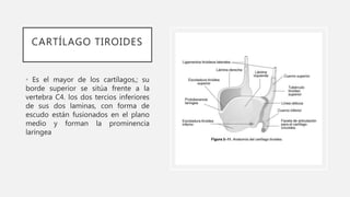 CARTÍLAGO TIROIDES
• Es el mayor de los cartílagos,; su
borde superior se sitúa frente a la
vertebra C4. los dos tercios inferiores
de sus dos laminas, con forma de
escudo están fusionados en el plano
medio y forman la prominencia
laríngea
 
