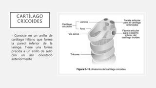 CARTÍLAGO
CRICOIDES
• Consiste en un anillo de
cartílago hiliano que forma
la pared inferior de la
laringe. Tiene una forma
precida a un anillo de sello
con un aro orientado
anteriormente
 
