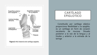 CARTÍLAGO
EPIGLOTICO
• Constituido por cartílago elástico
proporciona flexibilidad a la epiglitis,
es un cartílago en form de corazón
recubierto de mucosa. Situado
posterior a la raíz de la lengua y al
hiodes y anterior a la entrada de la
laringe
 