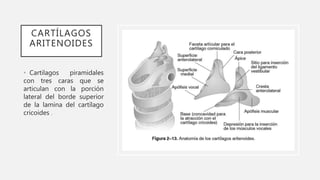 CARTÍLAGOS
ARITENOIDES
• Cartilagos piramidales
con tres caras que se
articulan con la porción
lateral del borde superior
de la lamina del cartílago
cricoides .
 