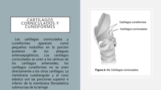 CARTILAGOS
CORNICULADOS Y
CUNEIFORMES
• Los cartílagos corniculados y
cuneiformes aparecen como
pequeños nodulillos en la porción
posterior de los pliegues
aritenoepiglóticos. Los cartílagos
corniculados se unen a los vértices de
los cartílagos aritenoides; los
cartílagos cuneiformes no se unen
directamente a los otros cartílagos. La
membrana cuadrangular y el cono
elástico son las porciones superior e
inferior de la membrana fibroelástica
submucosa de la laringe.
 