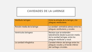 CAVIDADES DE LA LARINGE
Vestíbulo laríngeo Entre la entrada de la laringe y los
pliegues vestibulares
Porción media de la laringe La cavidad central(via aérea) entre los
pliegues vestibulares y vocales
Ventrículos laríngeos Recesos que se extienden
lateralmente desde la porción media
de la cavidad laríngea, entre los
pliegues vestibular y vocal.
La cavidad infraglotica Cavidad inferior ala laringe entre los
pliegues vocales y el borde inferior
del cartílago cricoides.
 