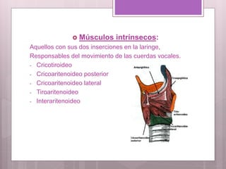  Músculos intrínsecos:
Aquellos con sus dos inserciones en la laringe,
Responsables del movimiento de las cuerdas vocales.
- Cricotiroideo
- Cricoaritenoideo posterior
- Cricoaritenoideo lateral
- Tiroaritenoideo
- Interaritenoideo
 