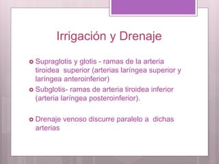 Irrigación y Drenaje
 Supraglotis y glotis - ramas de la arteria
tiroidea superior (arterias laríngea superior y
laríngea anteroinferior)
 Subglotis- ramas de arteria tiroidea inferior
(arteria laríngea posteroinferior).
 Drenaje venoso discurre paralelo a dichas
arterias
 