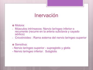 Inervación
 Motora:
- Músculos intrínsecos: Nervio laríngeo inferior o
recurrente (recurre en la arteria subclavia y cayado
aórtico)
- Cricotiroideo : Rama externa del nervio laríngeo superior
 Sensitiva:
- Nervio laríngeo superior - supraglotis y glotis
- Nervio laríngeo inferior: Subglotis
 
