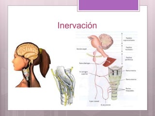 Inervación
 