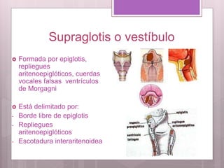 Supraglotis o vestíbulo
 Formada por epiglotis,
repliegues
aritenoepiglóticos, cuerdas
vocales falsas ventrículos
de Morgagni
 Está delimitado por:
- Borde libre de epiglotis
- Repliegues
aritenoepiglóticos
- Escotadura interaritenoidea
 