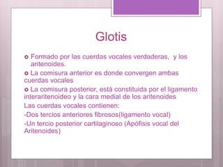 Glotis
 Formado por las cuerdas vocales verdaderas, y los
aritenoides.
 La comisura anterior es donde convergen ambas
cuerdas vocales
 La comisura posterior, está constituida por el ligamento
interaritenoideo y la cara medial de los aritenoides
Las cuerdas vocales contienen:
-Dos tercios anteriores fibrosos(ligamento vocal)
-Un tercio posterior cartilaginoso (Apófisis vocal del
Aritenoides)
 