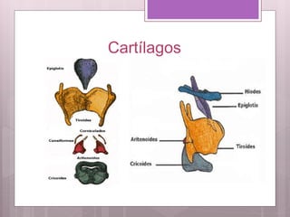 Cartílagos
 