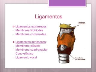Ligamentos
 Ligamentos extrínsecos
- Membrana tirohiodea
- Membrana cricotiroidea
 Ligamentos intrínsecos:
- Membrana elástica
- Membrana cuadrangular
- Cono elástico
- Ligamento vocal
 