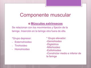 Componente muscular
 Músculos extrínsecos
Se relacionan con los movimientos y fijación de la
laringe. Inserción en la laringe otra fuera de ella.
*Grupo depresor:
- Esternohioideo
- Tirohioideo
- Homohioideo
* Grupo elevador:
-Geniohiodeo
-Digástrico
-Milohioideo
-Estilohiodeo
-Constrictor medio e inferior de
la faringe
 