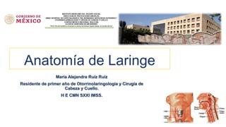 Anatomía de Laringe
María Alejandra Ruiz Ruiz
Residente de primer año de Otorrinolaringología y Cirugía de
Cabeza y Cuello.
H E CMN SXXI IMSS.
 
