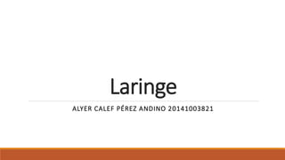 Laringe
ALYER CALEF PÉREZ ANDINO 20141003821
 