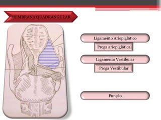 MEMBRANA QUADRANGULARLigamento AriepiglóticoPrega ariepiglóticaLigamento VestibularPrega VestibularFunção