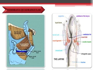 MEMBRANA QUADRANGULAR