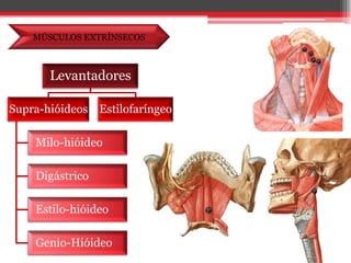 MÚSCULOS EXTRÍNSECOS