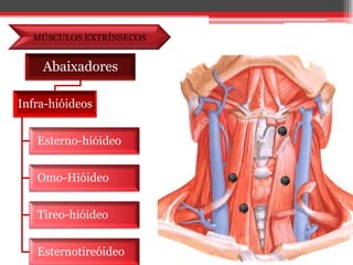 MÚSCULOS EXTRÍNSECOS
