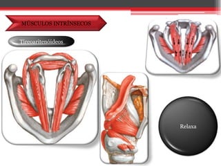 MÚSCULOS INTRÍNSECOSTireoaritenóideosRelaxa