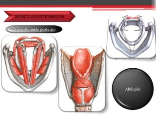 MÚSCULOS INTRÍNSECOSCricoaritenóide posteriorAbdução