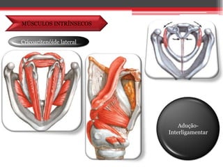 MÚSCULOS INTRÍNSECOSCricoaritenóide lateralAdução-Interligamentar