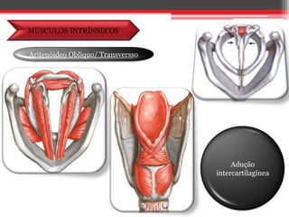 MÚSCULOS INTRÍNSECOSAritenóideo Oblíquo/ TransverssoAdução intercartilagínea