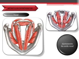 MÚSCULOS INTRÍNSECOSVocalAjustamento da corda vocal