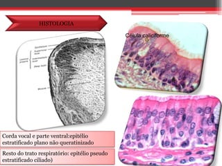 HISTOLOGIACélula caliciformeCorda vocal e parte ventral:epitélio estratificado plano não queratinizadoResto do trato respiratório: epitélio pseudo estratificado ciliado)
