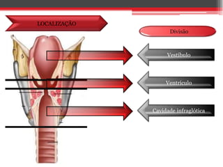 LOCALIZAÇÃO  DivisãoVestíbuloVentrículoCavidade infraglótica