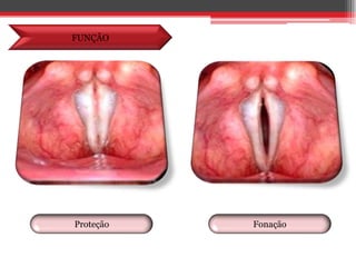 FUNÇÃOFonaçãoProteção