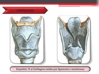 CARTILAGENSEsqueleto  9 Cartilagens unidas por ligamento e membranas