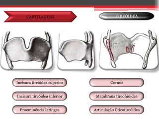 CARTILAGENSTIREÓIDEACornosIncisura tireóidea superiorMembrana tireohióideaIncisura tireóidea inferiorProeminência laríngeaArticulação Cricotireóidea