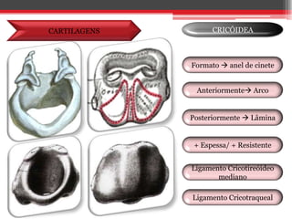 CARTILAGENSCRICÓIDEAFormato  anel de cineteAnteriormente ArcoPosteriormente  Lâmina+ Espessa/ + ResistenteLigamento Cricotireóideo medianoLigamento Cricotraqueal