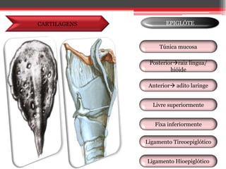 CARTILAGENSEPIGLÓTETúnica mucosaPosteriorraiz língua/ hióideAnterior adito laringeLivre superiormenteFixa inferiormenteLigamento TireoepiglóticoLigamento Hioepiglótico