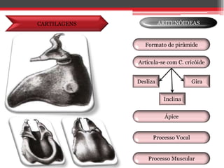 CARTILAGENSARITENÓIDEASFormato de pirâmideArticula-se com C. cricóide DeslizaGiraInclinaÁpiceProcesso VocalProcesso Muscular