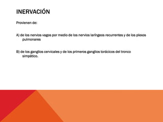 INERVACIÓN
Provienen de:
A) de los nervios vagos por medio de los nervios laríngeos recurrentes y de los plexos
pulmonares
B) de los ganglios cervicales y de los primeros ganglios torácicos del tronco
simpático.
 