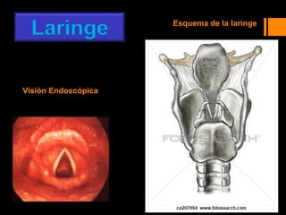 Visión Endoscópica
Esquema de la laringe
Laringe
 