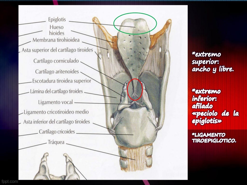 Laringe Anatomia 2.