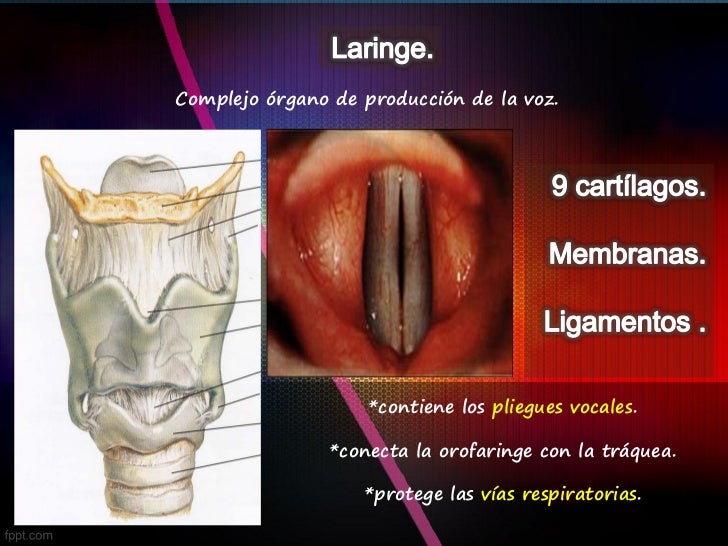 Porque A Laringe é Chamada Caixa De Voz