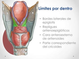 Pirámide Triangular-Base superior-Vértice inferior3 caras.-2 anterolaterales	 -1 posterior