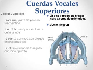 Espacio Supraglótico