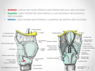 Laringe ArticulacionesMisael Avalos