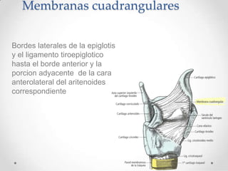 Ligamento TiroepiglóticoTiroides ángulo entranteEpiglotis extremidad inferior 