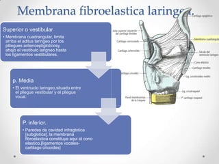 LigamentosVocales  [tiroaritenoideosinferiores]