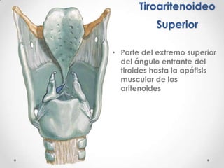 Músculo Tiroaritenoideo InferiorTiene 2 capas: externa e interna