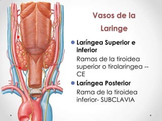 AriaritenoideoAproxima aritenoides por lo tanto estrecha la glotis