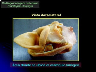 Cartílagos laríngeos del equino
     (Cartilagines laryngis)


                         Vista dorsolateral




        Área donde se ubica el ventrículo laríngeo
 