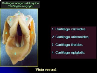 Cartílagos laríngeos del equino
     (Cartilagines laryngis)


              1
      2             2


                                      1. Cartílago cricoides.
  3                     3
                                      2. Cartílago aritenoides.

                                      3. Cartílago tiroides.

          4                           4. Cartílago epiglotis.




                            Vista rostral
 
