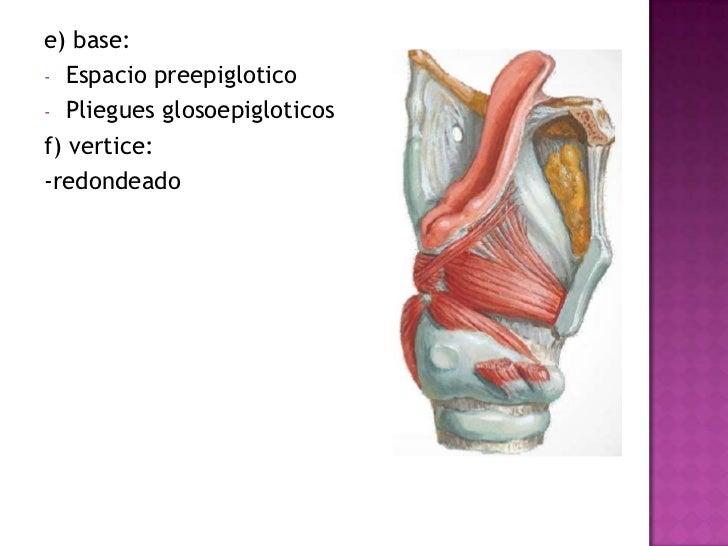 Laringe anatomia