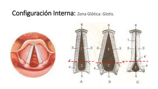Configuración Interna: Zona Glótica: Glotis.
 