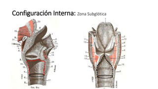 Configuración Interna: Zona Subglótica
 